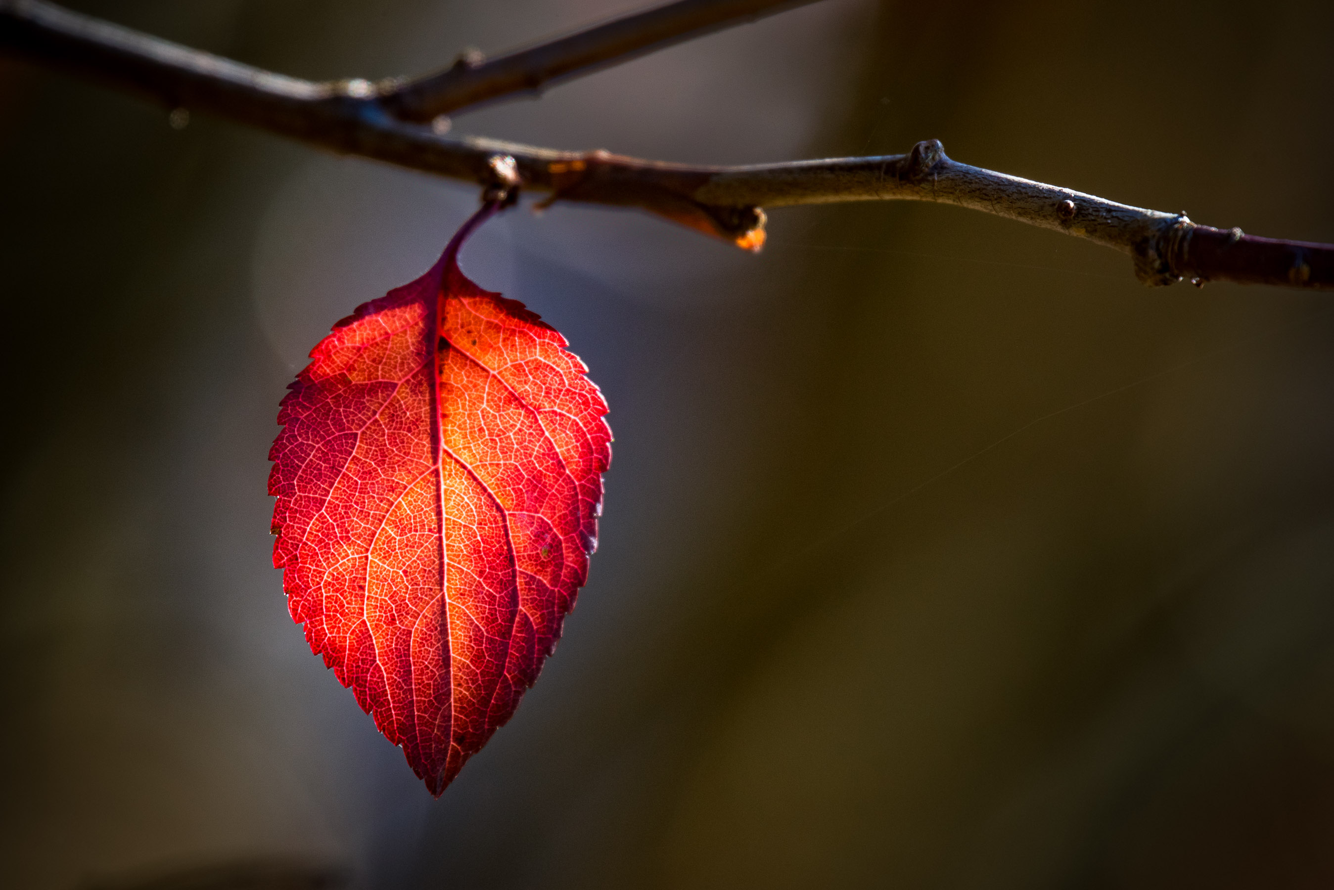 Leaf Alone